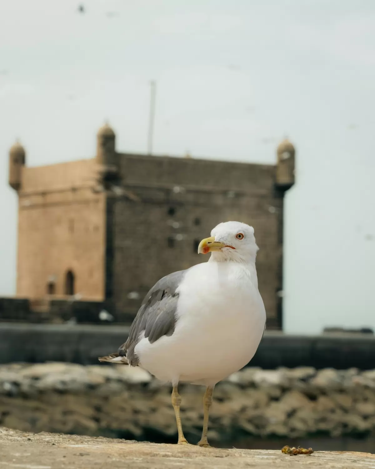 Essaouira confirme son dynamisme touristique au premier semestre 2025